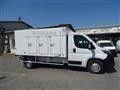 OPEL MOVANO 140CV CELLA A PIASTRE 6 SPORTELLI+PORTE POSTERIORI